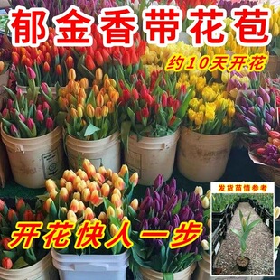 【带花苞发货】郁金香花苗原土原盆耐寒花卉水培土培室内阳台盆栽