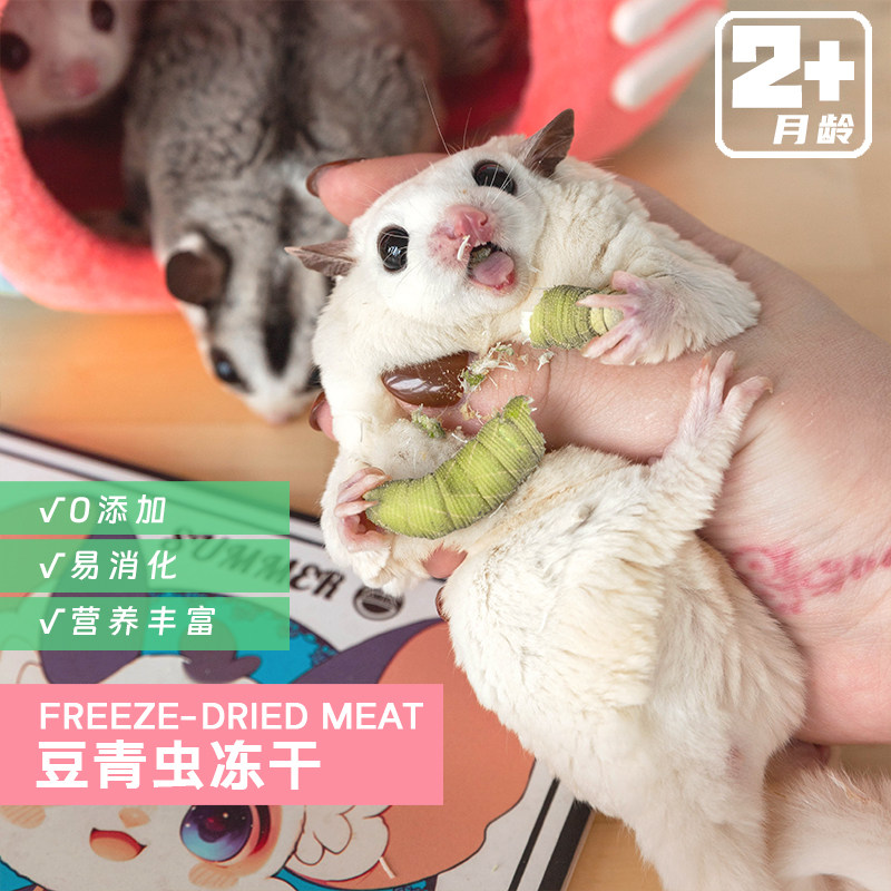 蜜袋鼯(冻干)豆青虫
