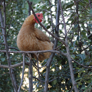 丨老母鸡 整鸡丨渔山隐 当日现捉宰杀 洗净 真空包装 独立发货