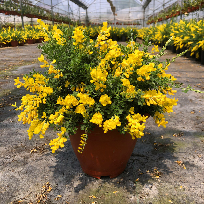 黄金雀盆栽苗带花苞发货阳台庭院花园多年生开花卉植物花期长耐养