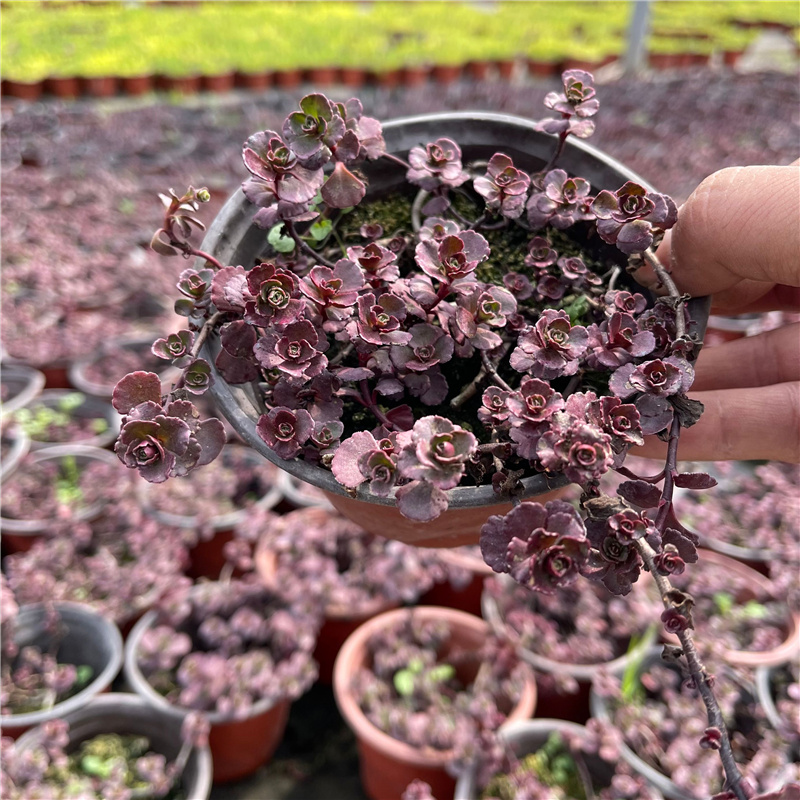 胭脂红景草本植物阳台庭院