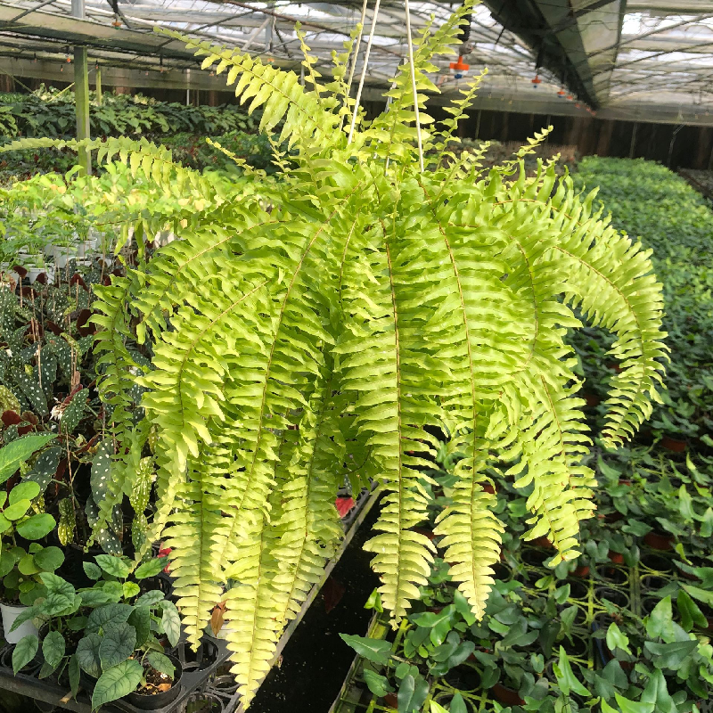 黄金老虎蕨盆栽室内常绿植客厅阳台垂吊波斯顿厥类吊兰易养多年生