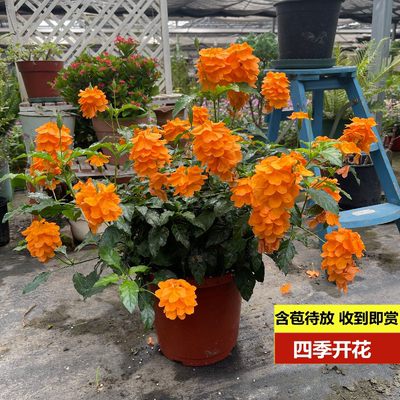 鸟尾花草本阳台四季开花花期长