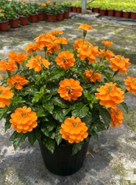 鸟尾花盆栽蓝橙花色多年生