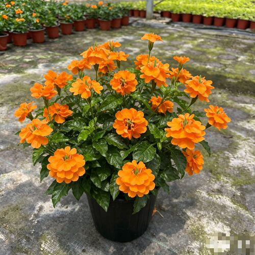 鸟尾花盆栽蓝橙花色多年生