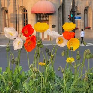 大花虞美人盆栽冬季耐寒多品种的植物成品花苗阳台花园花镜植物