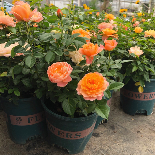 果汁阳台玫瑰花四季开花
