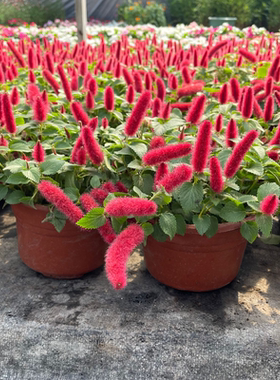 岁岁红草本植物阳台庭院