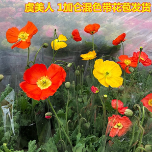 大花虞美人盆栽带花发货室内阳台庭院开花植物冰岛虞美人花卉耐寒