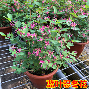 新品木本蓝叶忍冬盆栽阳台庭院开花多年生忍冬花耐寒耐热带花发货