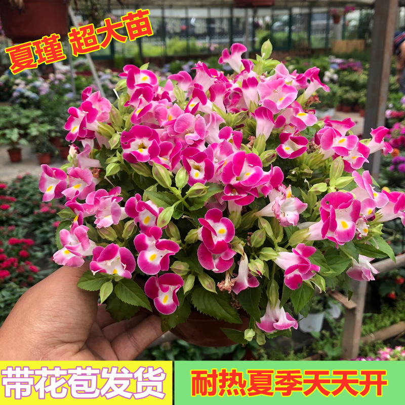 夏堇盆栽花苗夏季开花盆栽室内阳台庭院植物耐高温暴晒花卉