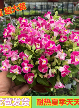 夏堇盆栽花苗夏季开花盆栽室内阳台庭院植物耐高温暴晒花卉