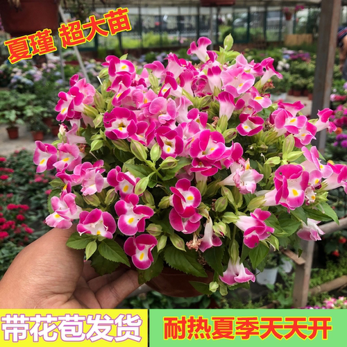 夏堇盆栽花苗夏季开花盆栽室内阳台庭院植物耐高温暴晒花卉