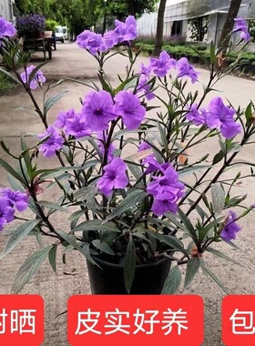 紫花翠芦莉纯紫色阳台庭院绿植花卉多枝耐热耐寒花期长宿根常绿