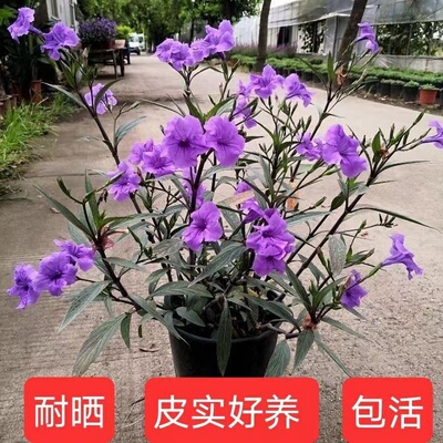 紫花翠芦莉纯紫色阳台庭院绿植花卉多枝耐热耐寒花期长宿根常绿