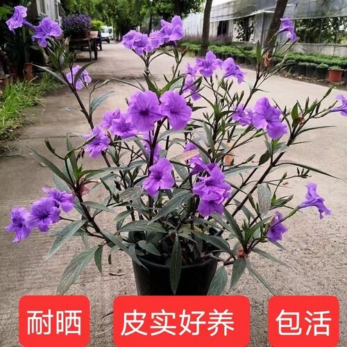 紫花翠芦莉纯紫色阳台庭院绿植花卉多枝耐热耐寒花期长宿根常绿