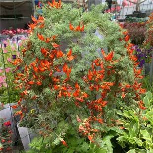 鹦鹉嘴盆栽带花带花苞百脉根吊兰加纳利阳台庭院垂吊观叶开花绿植