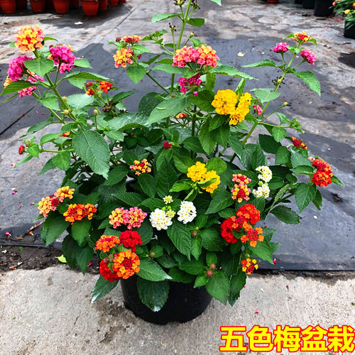 多年生耐热五色梅包邮