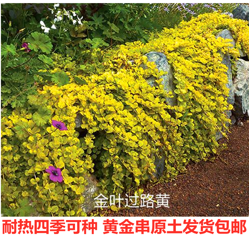 黄金串吊兰盆栽阳台庭院花园花镜垂吊多年生四季耐热金叶过路黄苗
