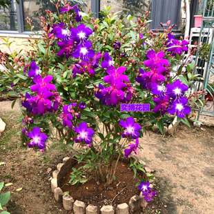 巴西野牡丹紫色花盆栽阳台庭院四季开花紫牡丹多年生木本花卉植物