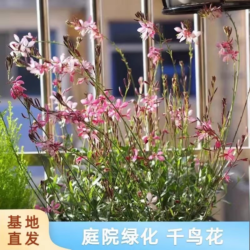 千鸟花粉花山桃草大花苗盆栽带花耐寒耐热四季开花庭院多年生花卉