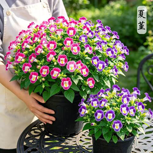 夏堇盆栽四季开花耐热耐阴好养