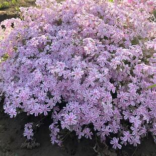 芝樱花盆栽花苗丛生福禄考多年生阳台庭院四季常绿春季爆花好养活