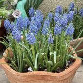 葡萄风小信子阳台宿舍桌面耐寒懒人浓香型室内客厅迷你水培进口花