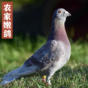正宗农家野放嫩鸽 小鸽子 青年鸽 土鸽 草鸽 乳鸽 新鲜现杀 2只装