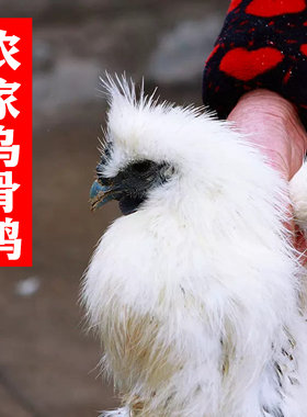 正宗农家散养乌骨鸡 嫩乌鸡草乌鸡黑鸡 走地鸡苏北鸡土鸡手工现杀