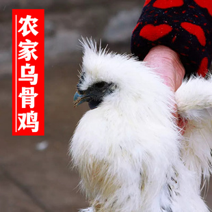 正宗农家散养乌骨鸡 嫩乌鸡草乌鸡黑鸡 走地鸡苏北鸡土鸡手工现杀