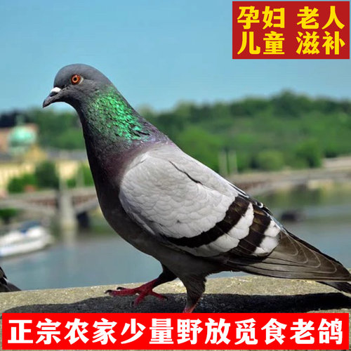 3年正宗农家老鸽少量农村屋顶野放觅食土鸽草鸽乳鸽新鲜现杀2只装