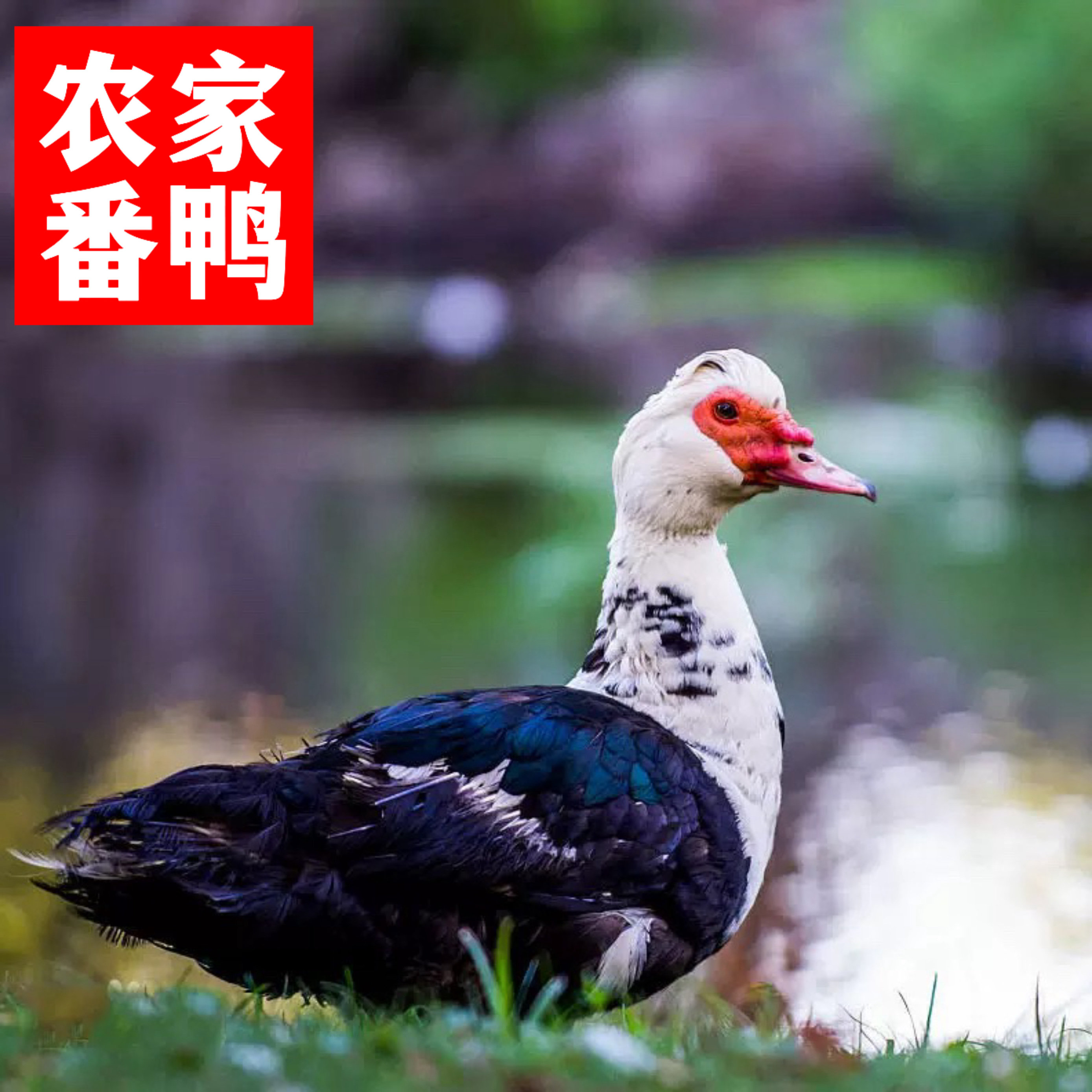 2年正宗农家散养母番鸭水鸭 西洋鸭红脸鸭 土鸭老番鸭 纯手工现杀