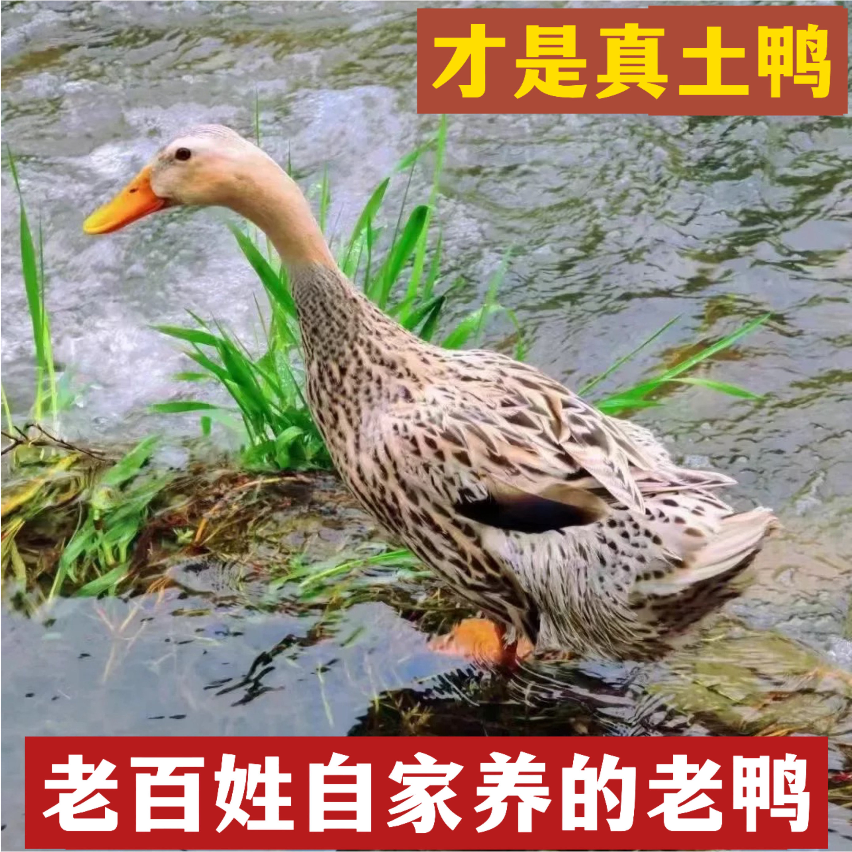 2年正宗农家散养土鸭 嫩鸭老鸭麻鸭水鸭苏北鸭 整鸭手工新鲜 现杀