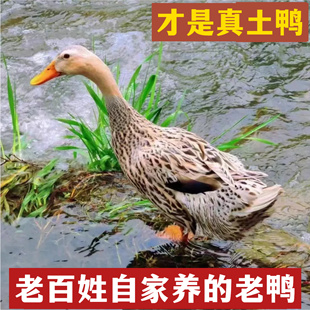 2年正宗农家散养土鸭 嫩鸭老鸭麻鸭水鸭苏北鸭 整鸭手工新鲜 现杀