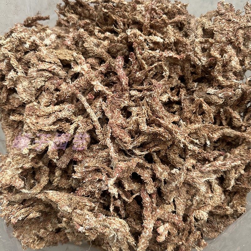 智利水苔苔藓蝴蝶兰微景观兰科用