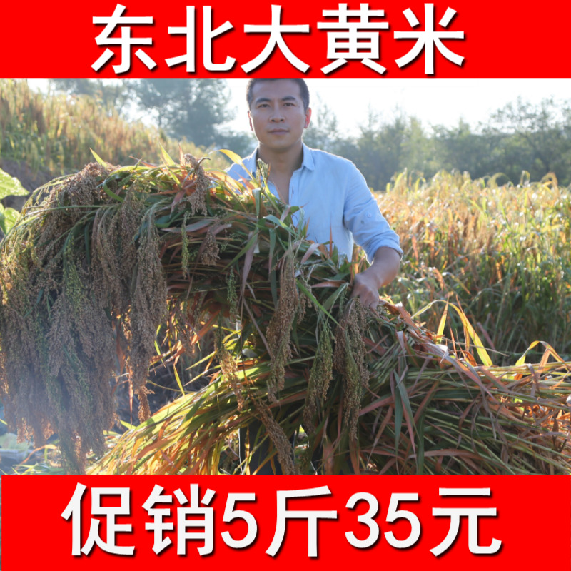 东北大黄米黄粘米新米