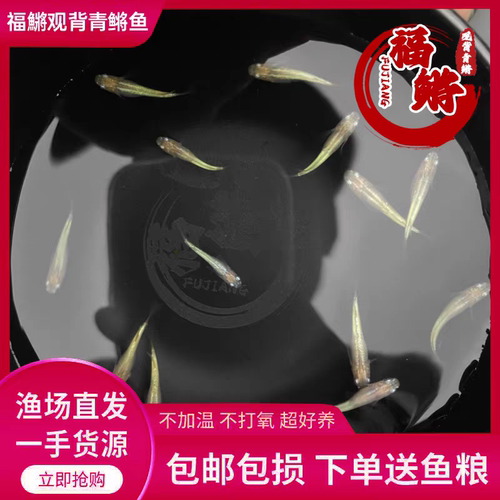 萤火虫福鳉观背青鳉鱼小型观赏鱼淡水皮实好养古法养鱼耐低温小鱼