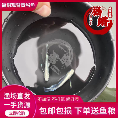 天使之翼福鳉观背青鳉鱼种鱼长鳍淡水鱼无需打氧皮实好养活耐低温