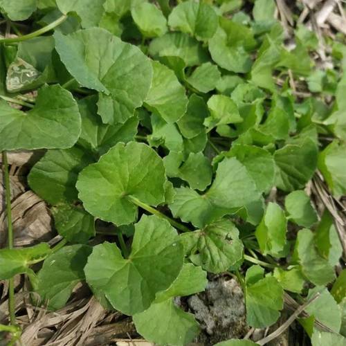 新鲜积雪草广西雷公根崩大碗马蹄草灯盏菜 凉茶饮品凉拌特色菜