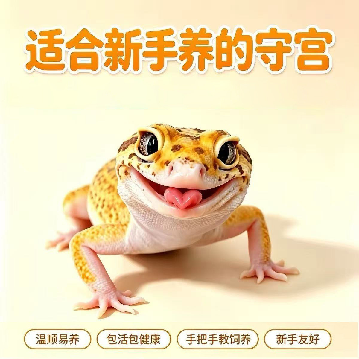 豹纹守宫幼苗网红温顺爬宠