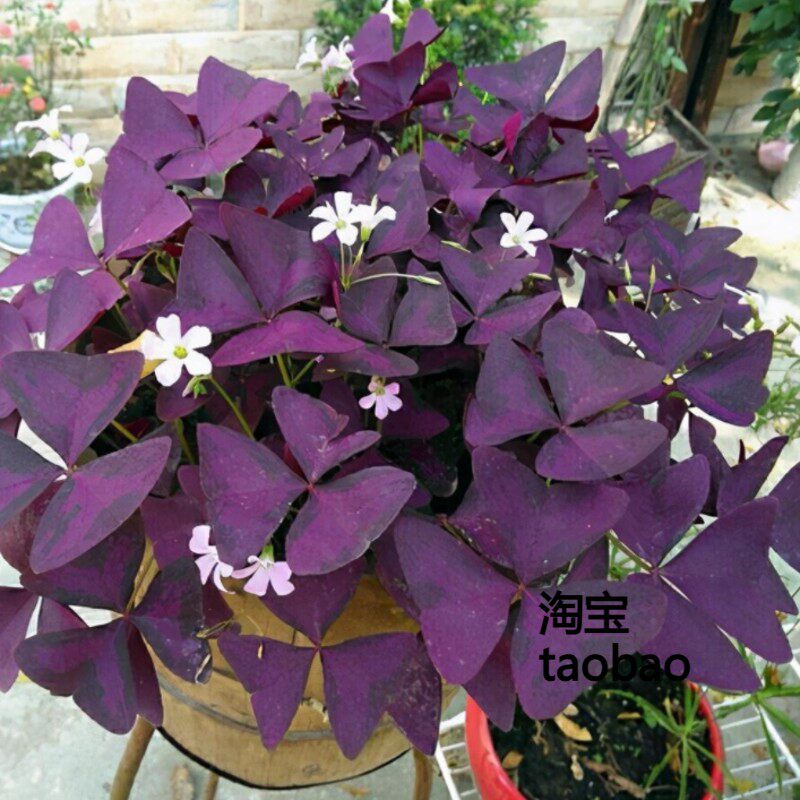 紫叶醡浆草紫花幸运草三叶草小盆栽阳台室外可地栽半阴植物非种子