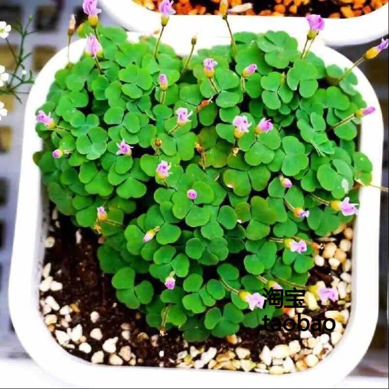 红花酢浆草种球炸酱草花苗四季开花花种子室外庭院幸运草种球球根