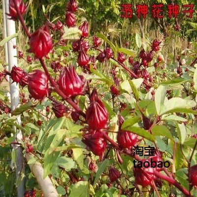洛神花种子正宗红宝石红桃K种子 阳台盆栽种籽茄花草茶种苗易种植