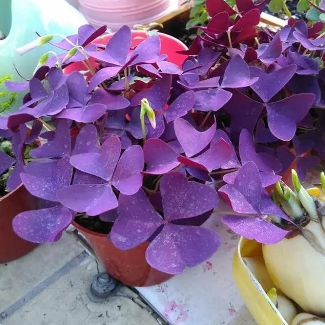 幸运草盆栽紫叶醡浆草种球 紫蝴蝶带花苞 三叶草鸿运紫叶草四季花