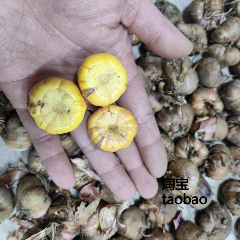 10颗四季剑兰种球多年生球根花卉唐菖蒲种球根盆栽好养绿植物