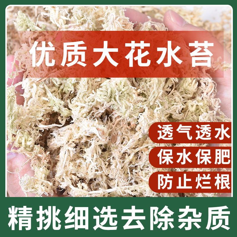 水苔铁皮兰花蝴蝶兰石斛多肉育苗