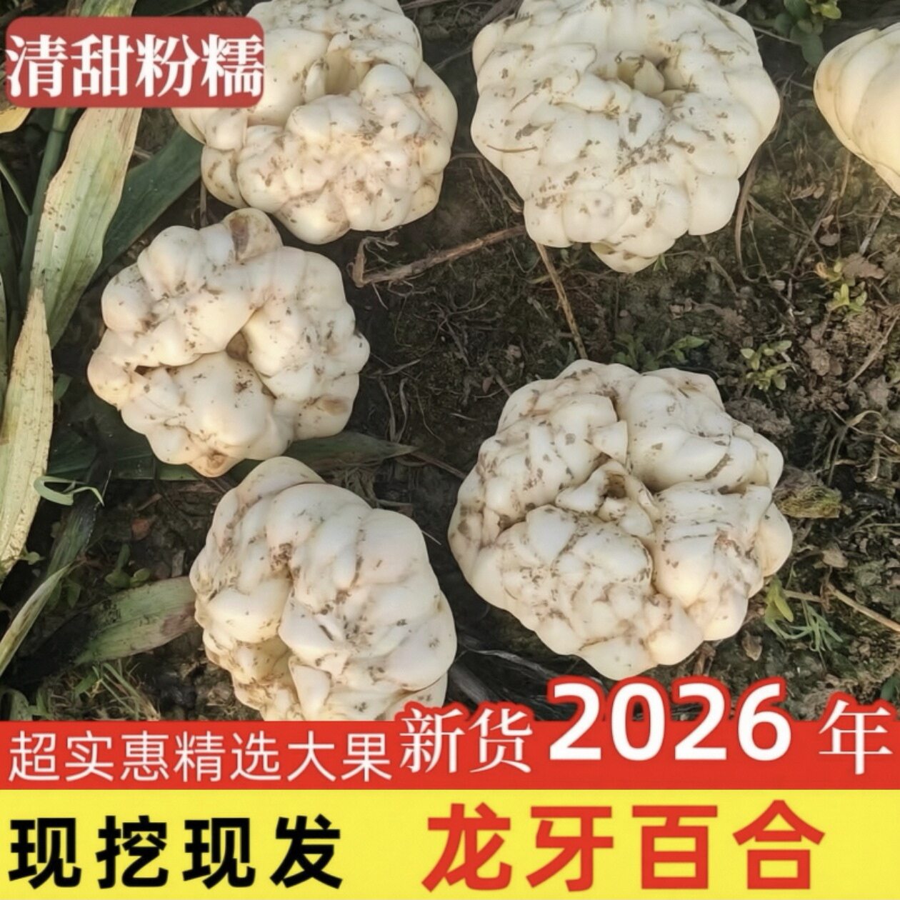 湖南龙牙百合新鲜百合隆回特产