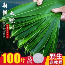 粽叶100片 天然包粽子叶子送绳 新鲜粽叶 新鲜野生大粽叶 粽子叶