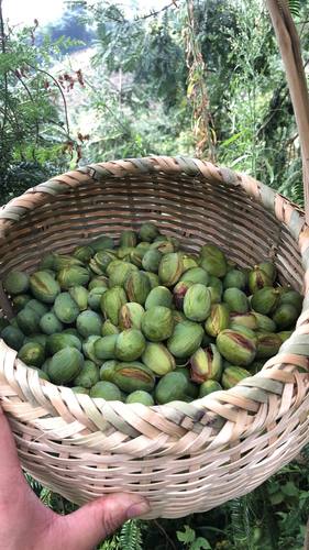 2024年9月份新摘香榧子